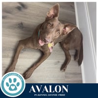 Avalon (Jersey Shore Pup) 040426 - Photo 4