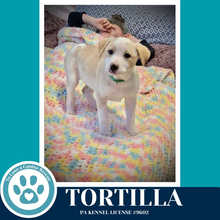 TORTILLA (TEE PUPS) 020726 - Border Collie available for adoption