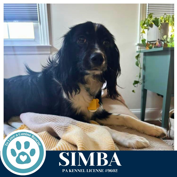 SIMBA 020726 - Spaniel available for adoption