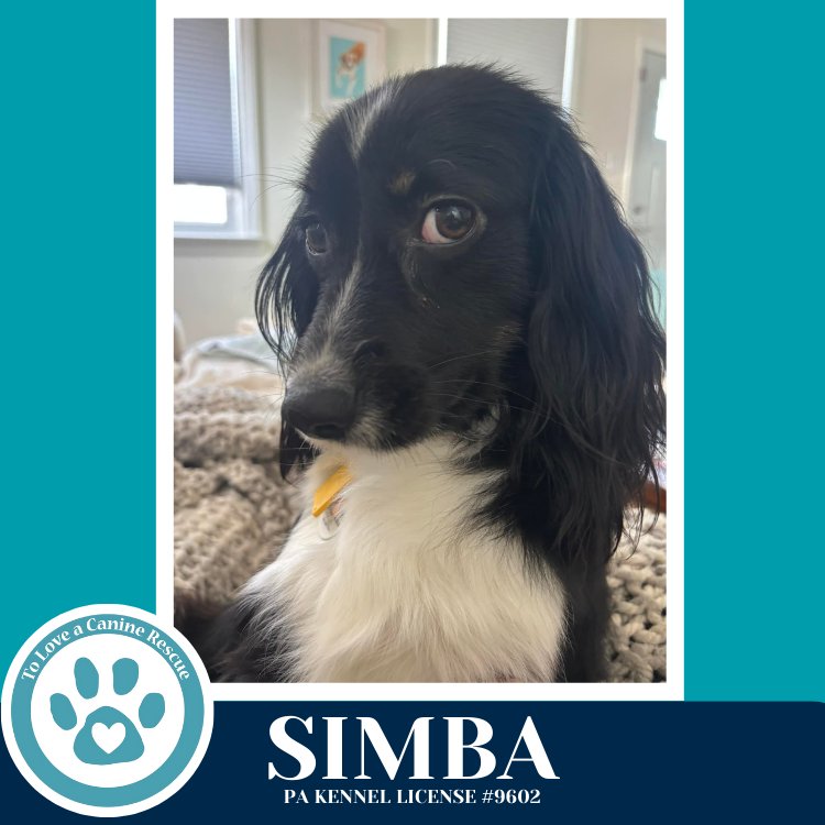 SIMBA 020726 - Spaniel available for adoption