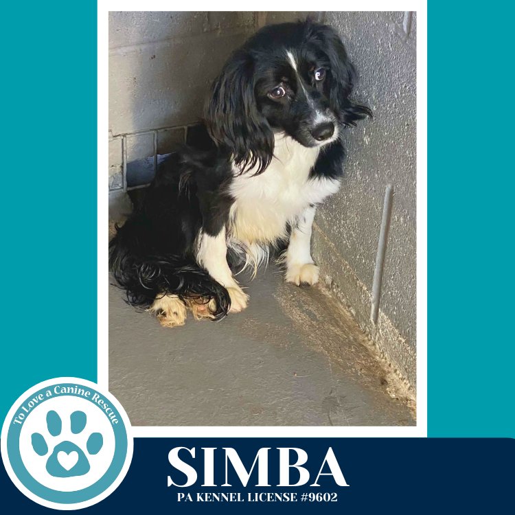 Simba 020726 - Photo 3