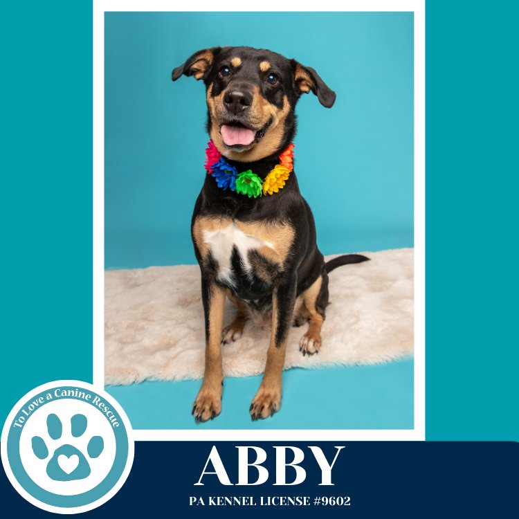 Abby (Mom to the Brindle Boos) 110423 Image
