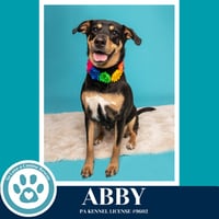 Abby (Mom to the Brindle Boos) 110423 - Photo 1