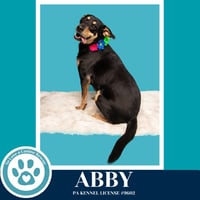 Abby (Mom to the Brindle Boos) 110423 - Photo 2