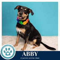 Abby (Mom to the Brindle Boos) 110423 - Photo 4