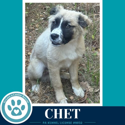 CHET 053026 - Anatolian Shepherd available for adoption