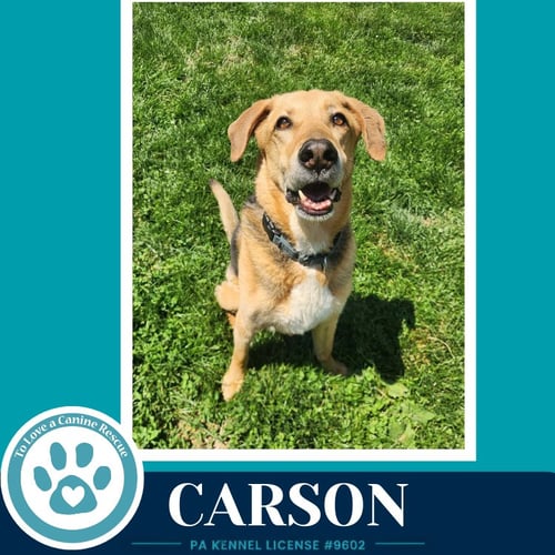 CARSON FKA BOZO - Shepherd available for adoption