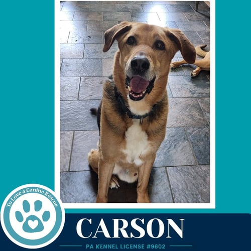 CARSON FKA BOZO - Shepherd available for adoption