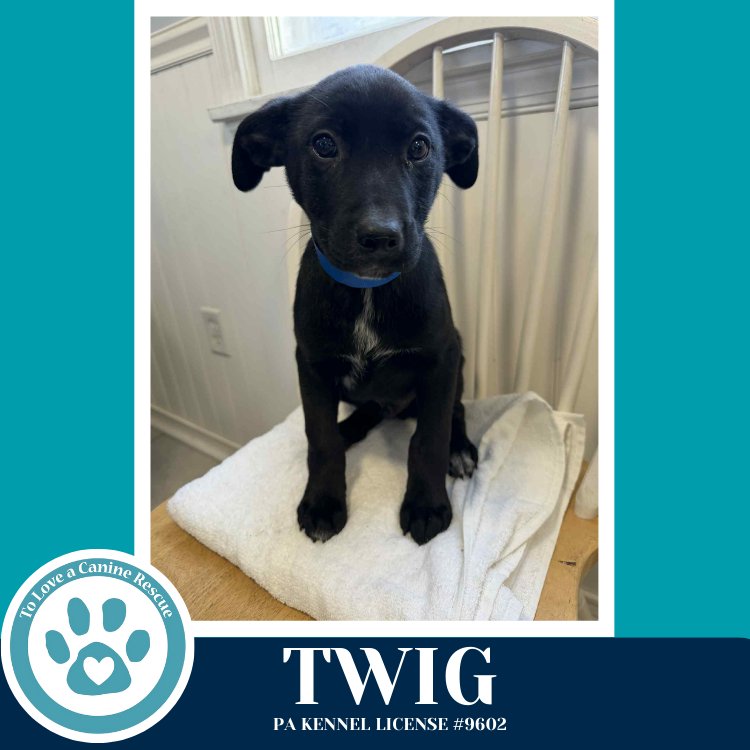 TWIG (TEE PUPS) 020726 - Border Collie available for adoption