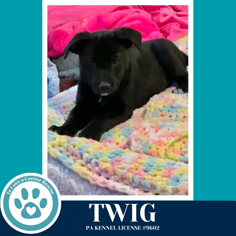 Twig (Tee Pups) 020726 - Photo 3