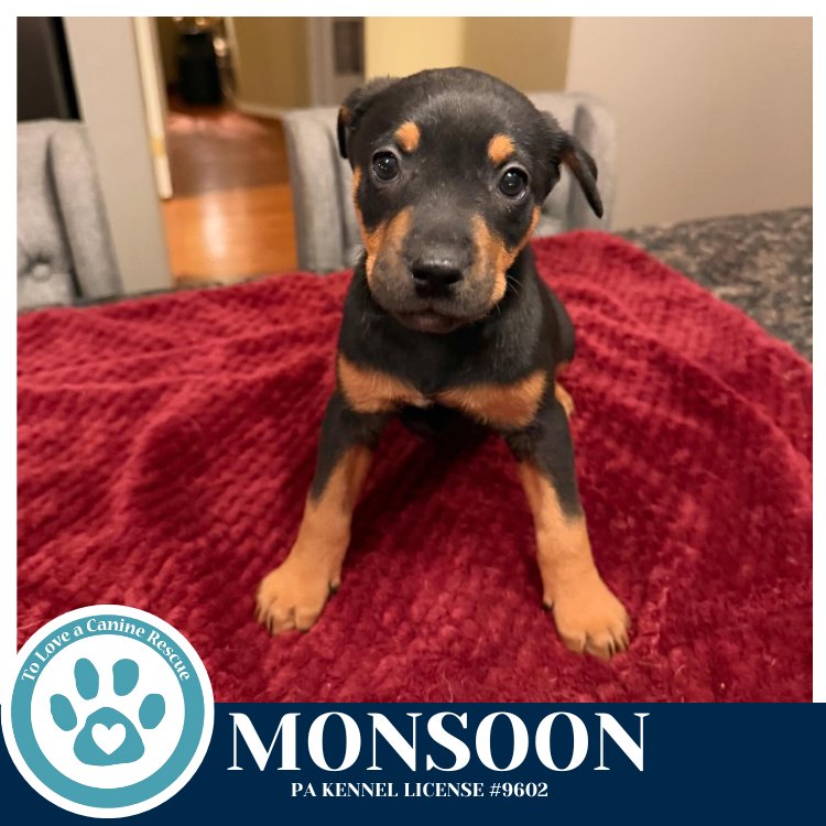 MONSOON (MIAÂS MINI METEOROLOGISTS) 010326 - Shepherd / Labrador Retriever available for adoption