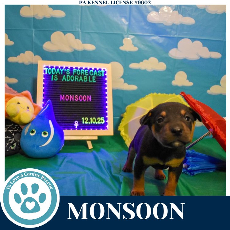 MONSOON (MIAÂS MINI METEOROLOGISTS) 010326 - Shepherd / Labrador Retriever available for adoption
