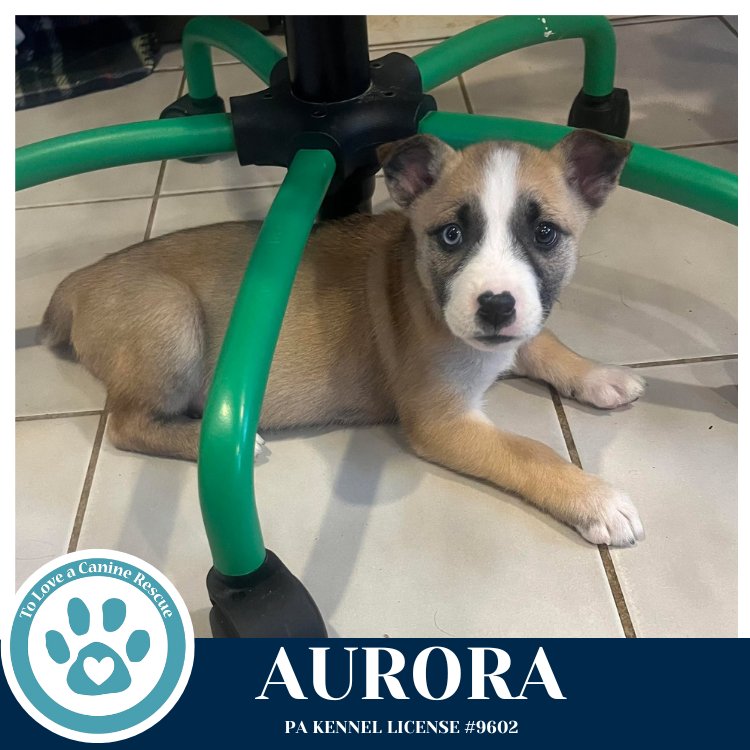 AURORA (NORTHERN LIGHTS LITTER) 012426 - Husky available for adoption