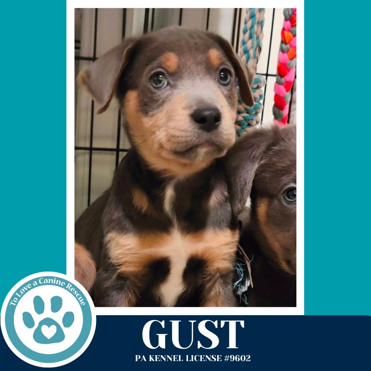 GUST (MIAÂS MINI METEOROLOGISTS) 010326 - Shepherd / Labrador Retriever available for adoption