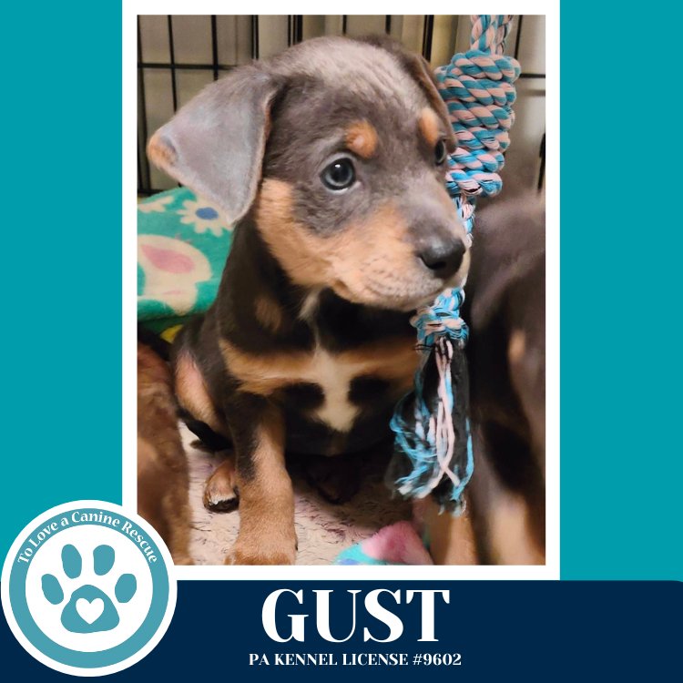 GUST (MIAÂS MINI METEOROLOGISTS) 010326 - Shepherd / Labrador Retriever available for adoption