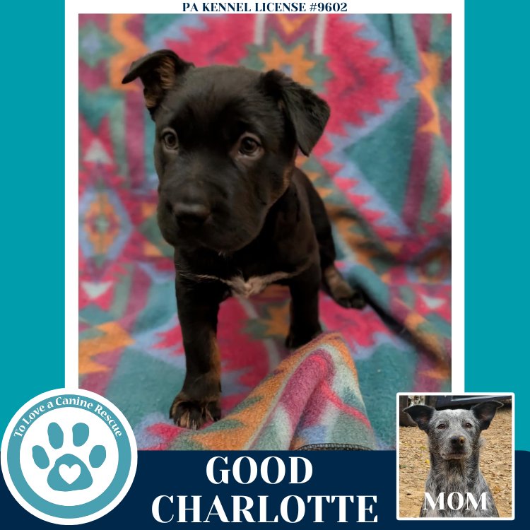 GOOD CHARLOTTE (ELLIE MAY'S WARPED TOUR SETLIST) - Labrador Retriever / Australian Cattle Dog/Blue Heeler available for adoption