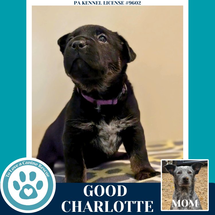 Good Charlotte (Ellie May's Warped Tour Setlist) - Photo 3