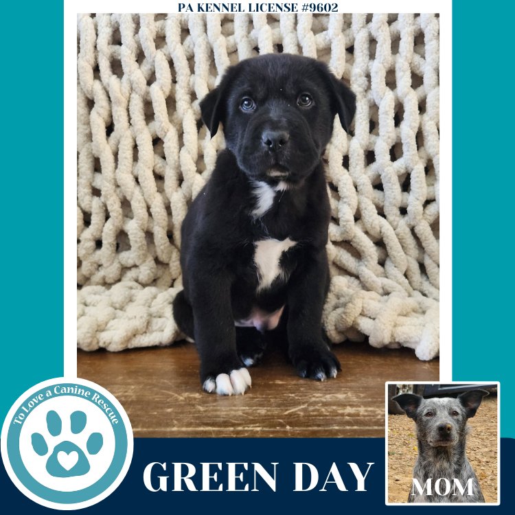 GREEN DAY (ELLIE MAY'S WARPED TOUR SETLIST) - Labrador Retriever / Australian Cattle Dog/Blue Heeler available for adoption