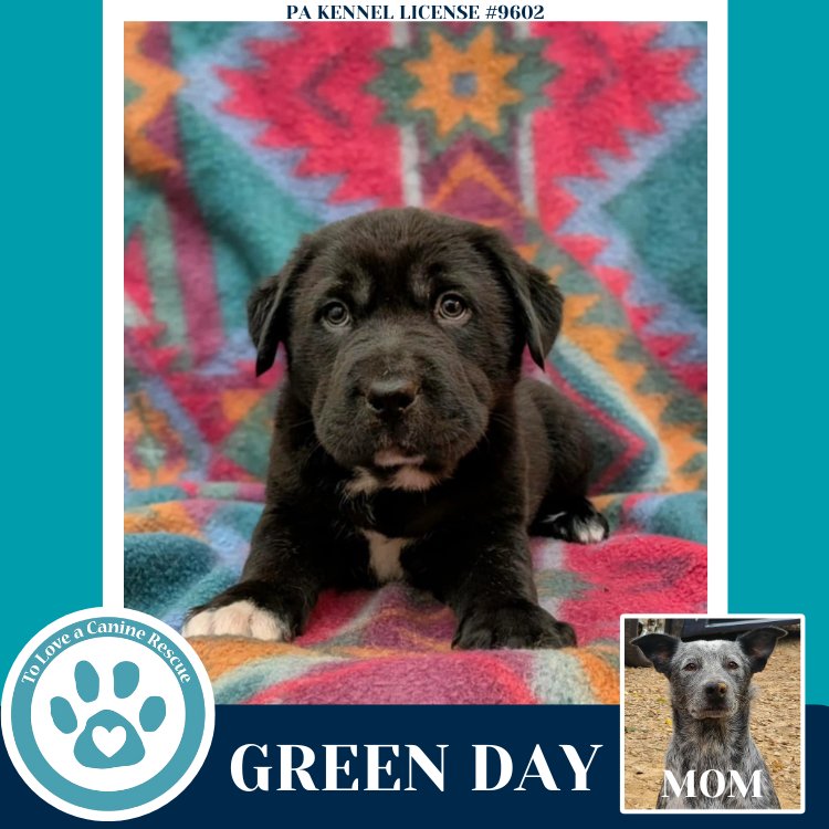 GREEN DAY (ELLIE MAY'S WARPED TOUR SETLIST) - Labrador Retriever / Australian Cattle Dog/Blue Heeler available for adoption