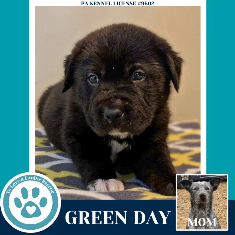 Green Day (Ellie May's Warped Tour Setlist) - Photo 3