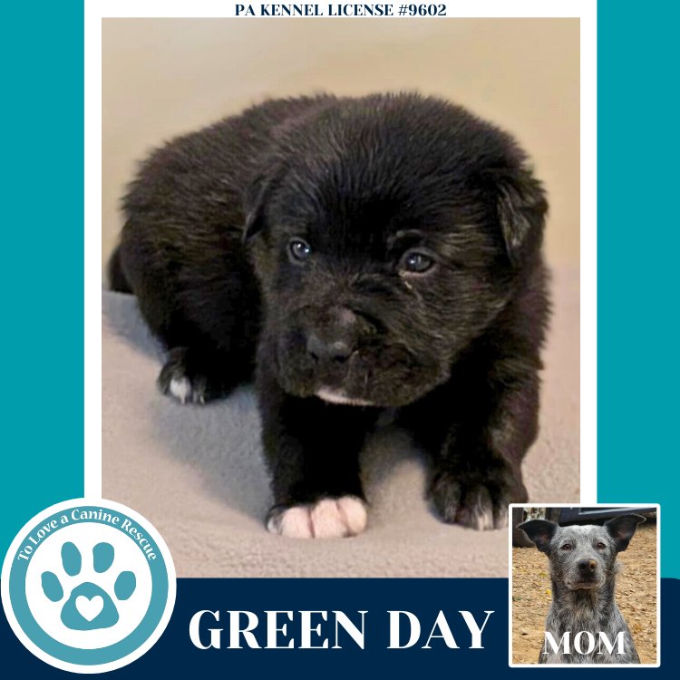 Green Day (Ellie May's Warped Tour Setlist) - Photo 4