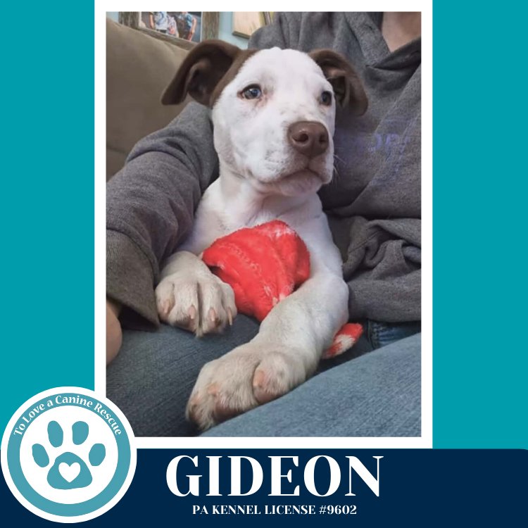 GIDEON (ANABELLE-SOLOMON PUP) 020726 - Husky / Labrador Retriever available for adoption