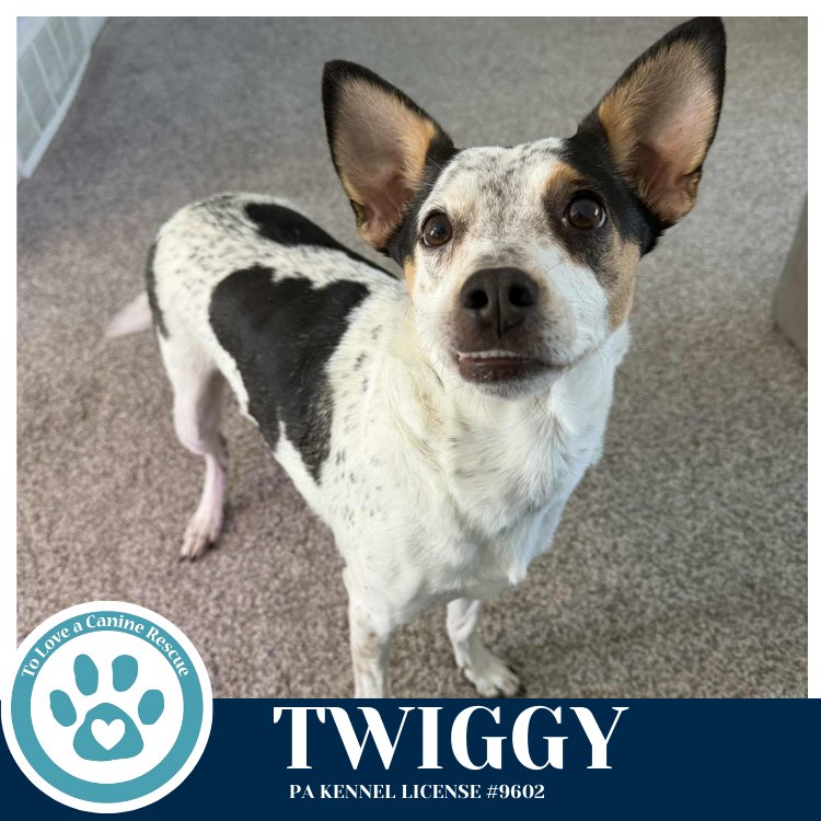 TWIGGY 020726 - Cattle Dog available for adoption