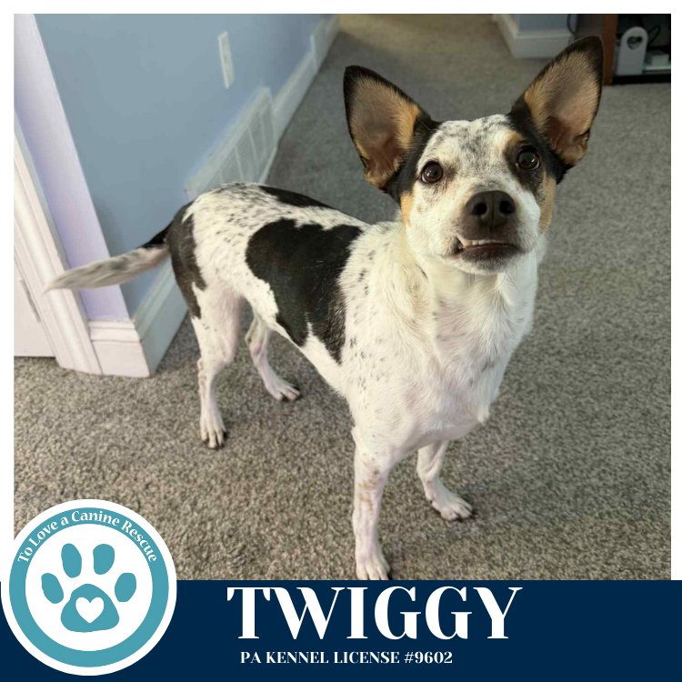 TWIGGY 020726 - Cattle Dog available for adoption