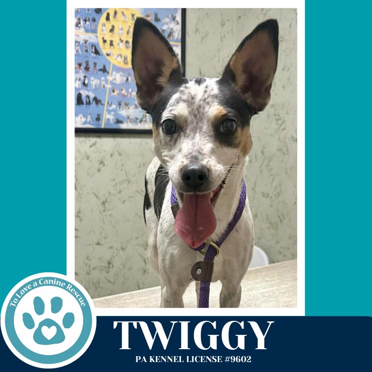 Twiggy 020726 - Photo 3