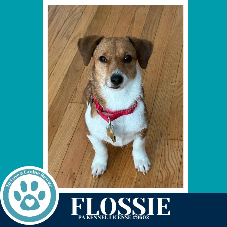 FLOSSIE (MOM TO HOLLIE) 020726 - Corgi available for adoption