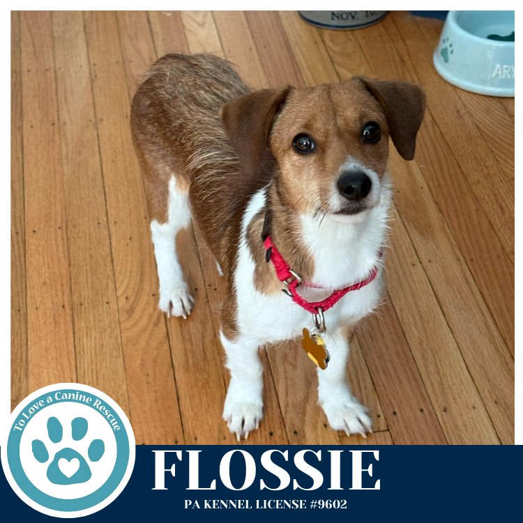 FLOSSIE (MOM TO HOLLIE) 020726 - Corgi available for adoption