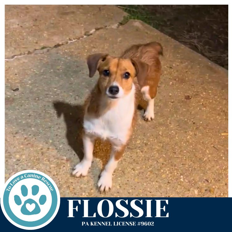 Flossie (Mom to Hollie) 020726 - Photo 3