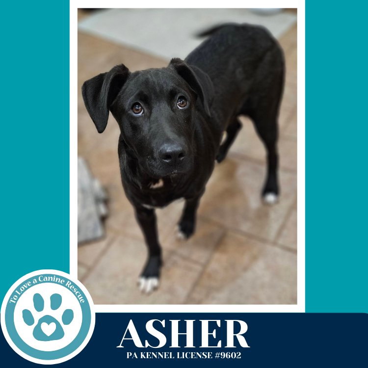 ASHER (BE MINE PUPS) 020726 - Labrador Retriever / Boxer available for adoption