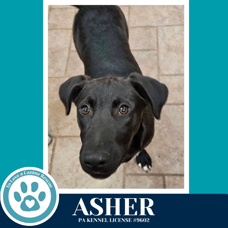 ASHER (BE MINE PUPS) 020726 - Labrador Retriever / Boxer available for adoption