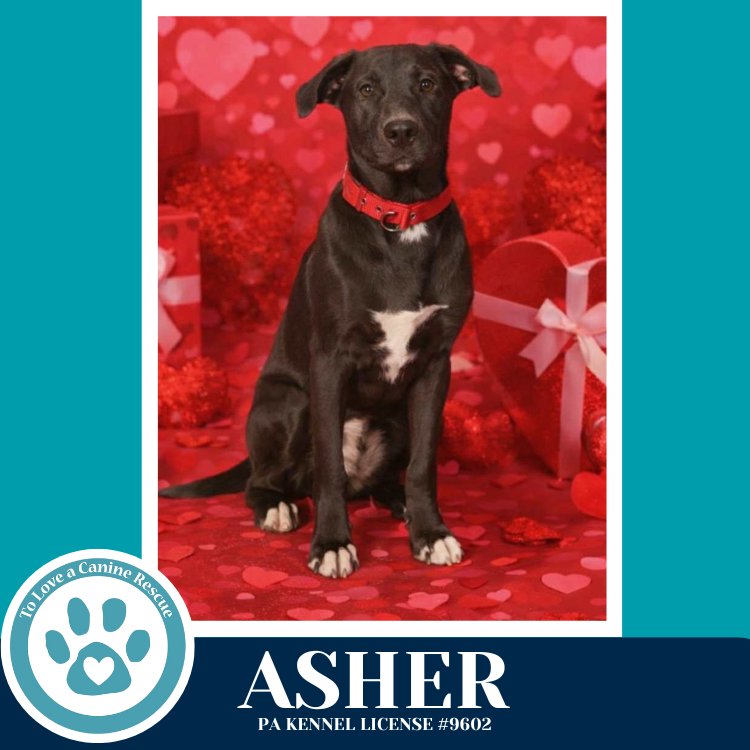 Asher (Be Mine Pups) 020726 - Photo 3