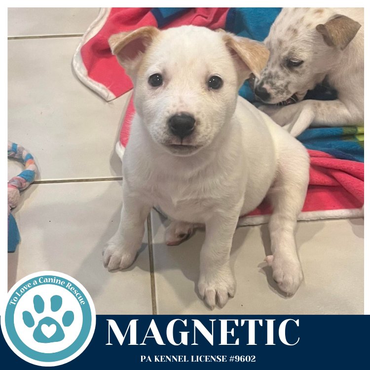 MAGNETIC (NORTHERN LIGHTS LITTER) 012426 - Husky available for adoption
