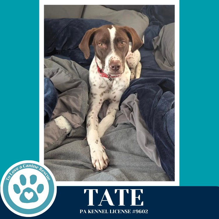 TATE 020726 - German Shorthaired Pointer available for adoption
