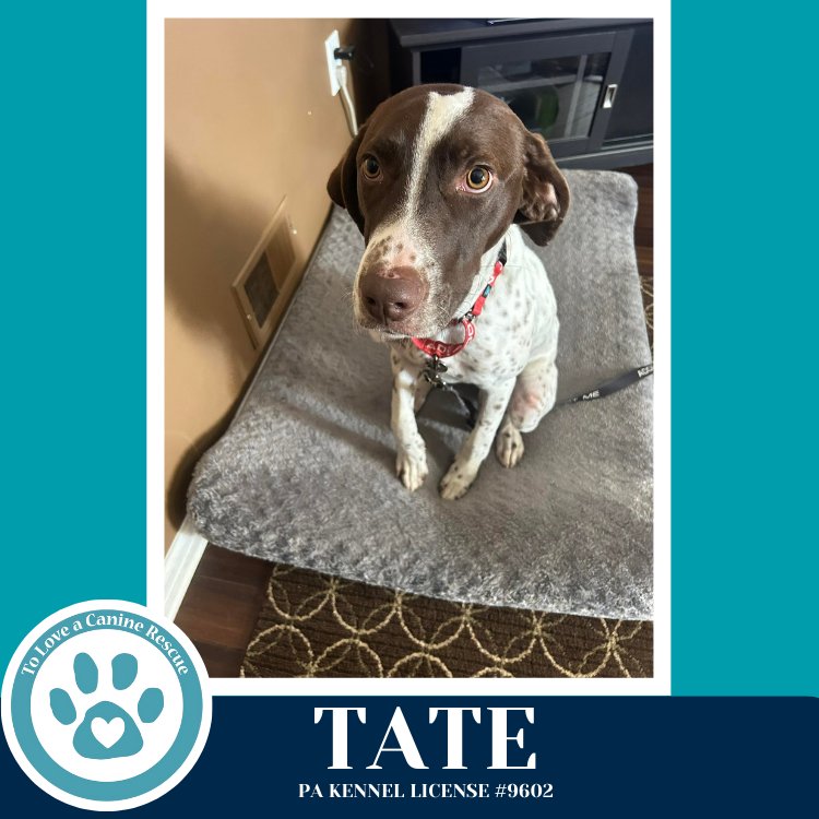 TATE 020726 - German Shorthaired Pointer available for adoption