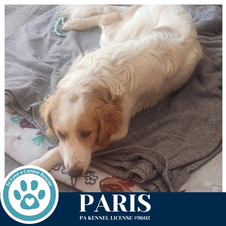 PARIS 020726 - Great Pyrenees / Poodle (Standard) available for adoption