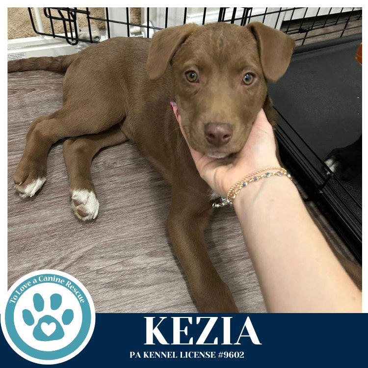 KEZIA (ANABELLE-SOLOMON PUP) 020726 - Husky / Labrador Retriever available for adoption