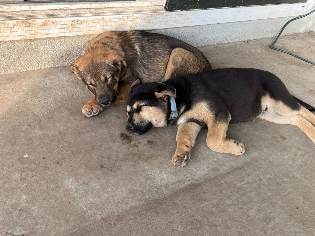 ARROW - German Shepherd Dog available for adoption