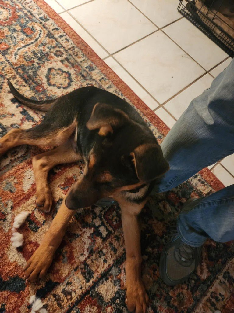 SID - German Shepherd Dog available for adoption