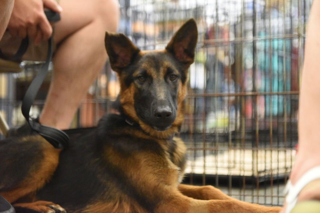 DICK GREYSON - German Shepherd Dog available for adoption