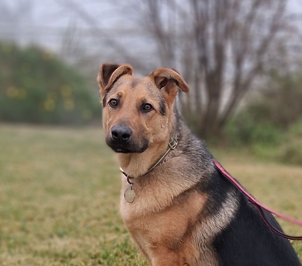 RALPH - German Shepherd Dog / Terrier available for adoption