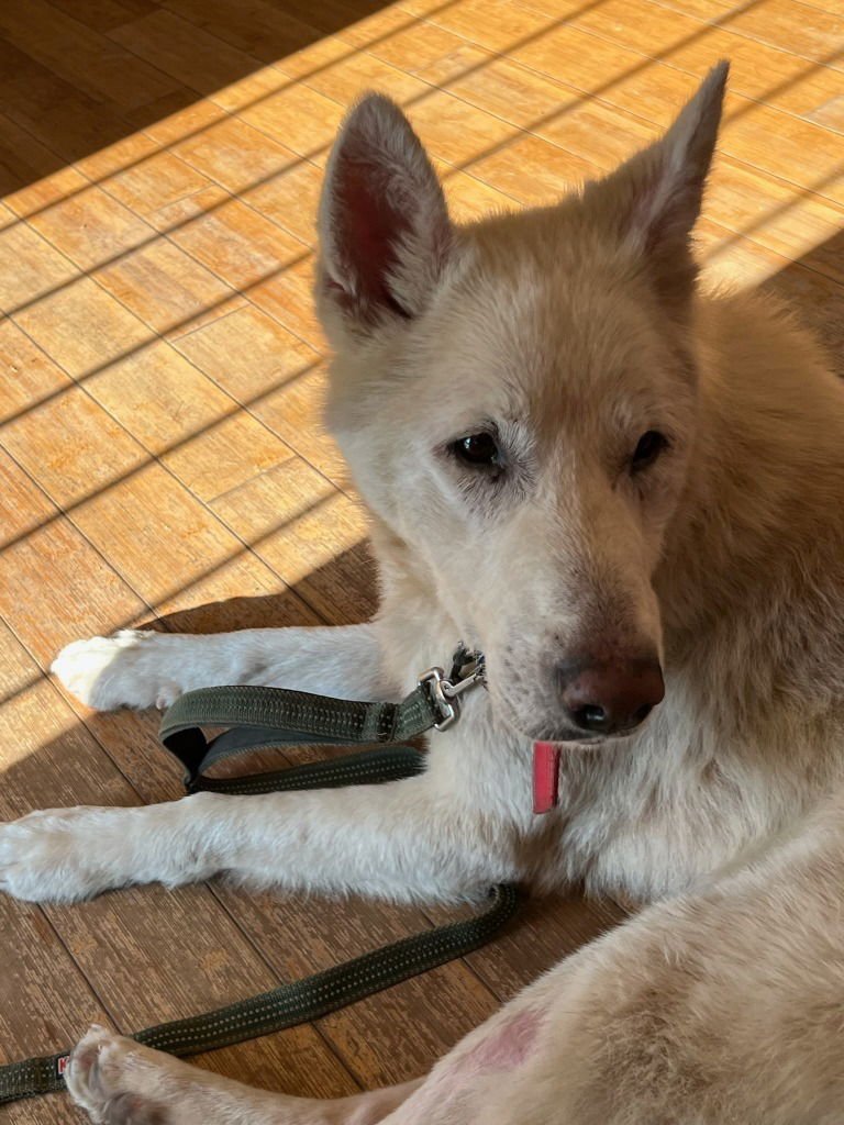 SHIPPO - German Shepherd Dog available for adoption