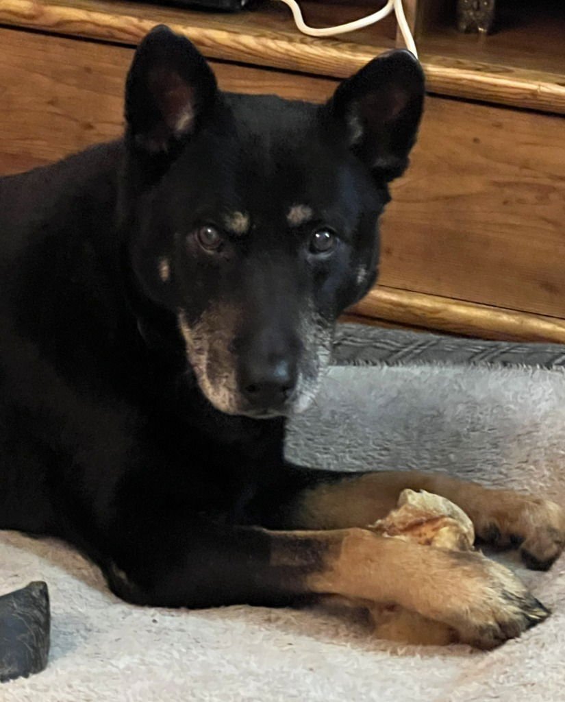 DANNY - German Shepherd Dog available for adoption