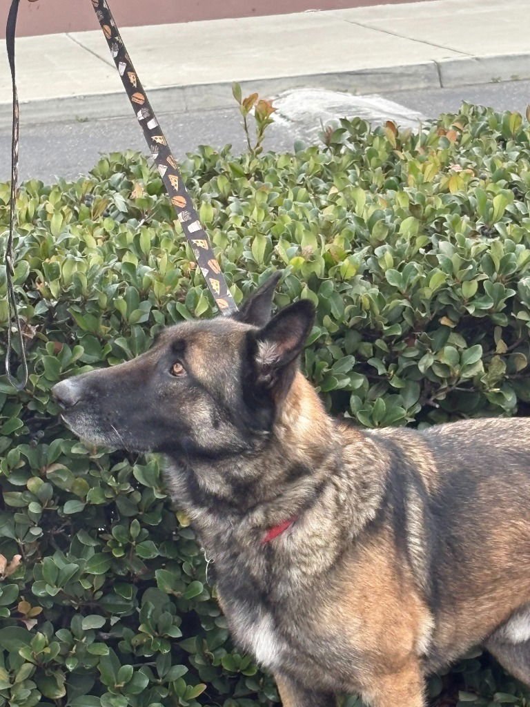 BRUCE - German Shepherd Dog available for adoption