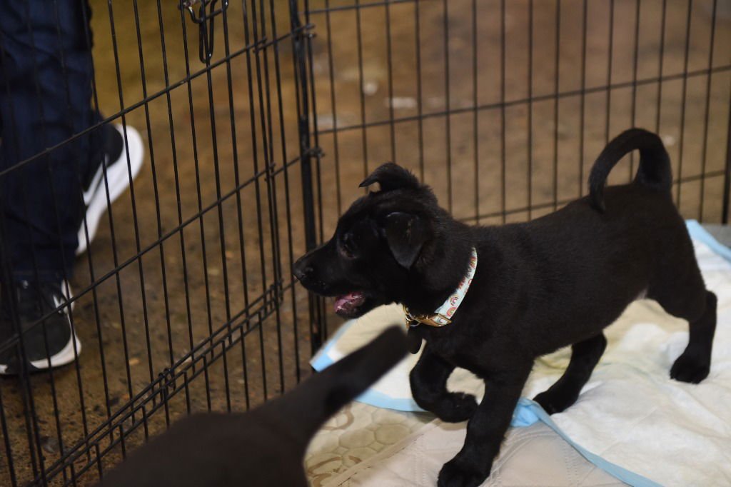 FILLY - German Shepherd Dog available for adoption