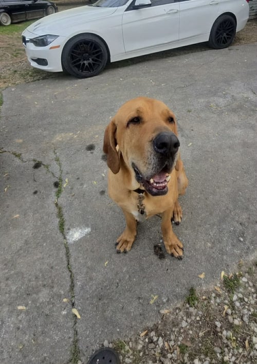 TIMBER - Fila Brasileiro available for adoption