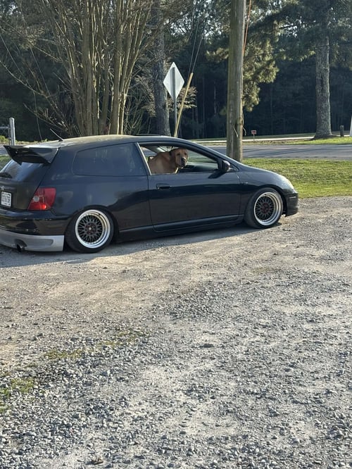 TIMBER - Fila Brasileiro available for adoption